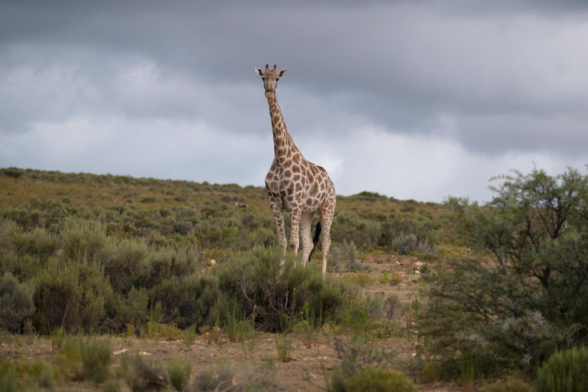 Swartberg Private Game Lodge オーツホーン エクステリア 写真